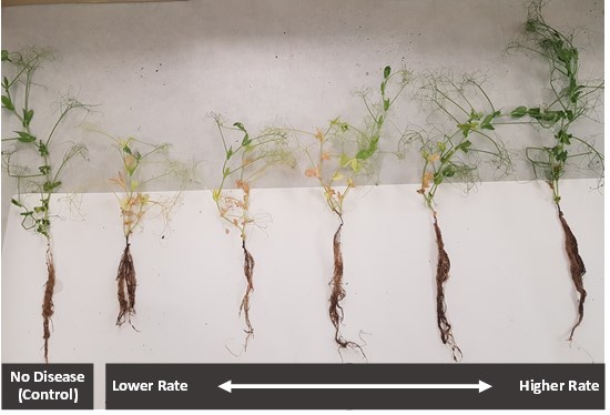 Cannot view this image? Visit: https://grassnews.net/wp-content/uploads/2021/05/mustgrow-achieves-control-of-root-rot-disease-aphanomyces-in-greenhouse-trials.jpg
