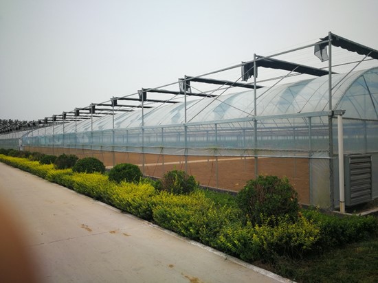 Cannot view this image? Visit: https://grassnews.net/wp-content/uploads/2021/09/agtechs-city-farm-industries-joint-venture-announces-its-first-multi-span-greenhouses-arrive-from-china-1.jpg