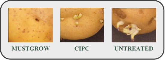 Cannot view this image? Visit: https://grassnews.net/wp-content/uploads/2022/02/mustgrow-reports-successful-postharvest-applications-in-stored-potatoes-1.jpg